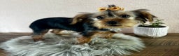 Yorkshire Terrier dogs for sale: Hallie - Ad 8