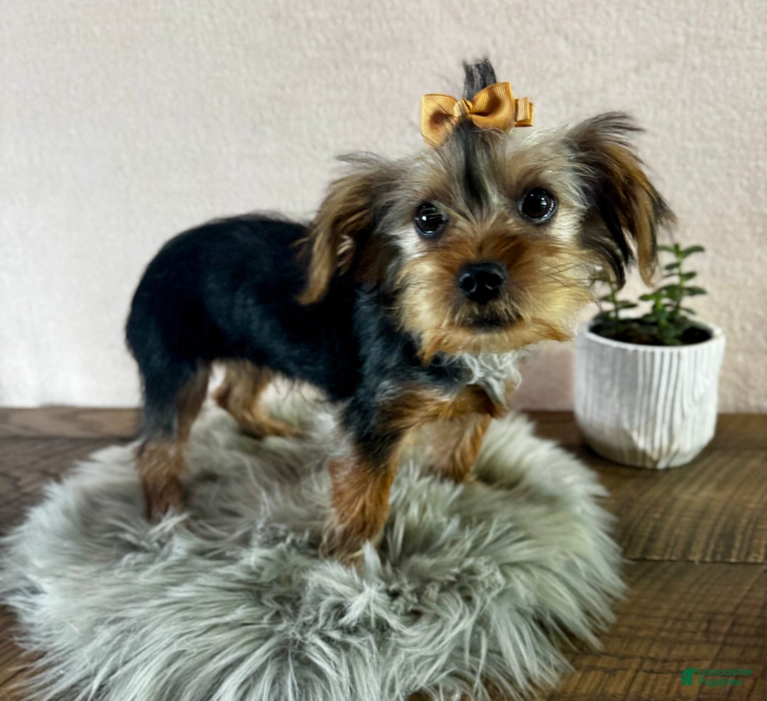 Yorkshire Terrier dogs for sale: Hallie - Ad 8