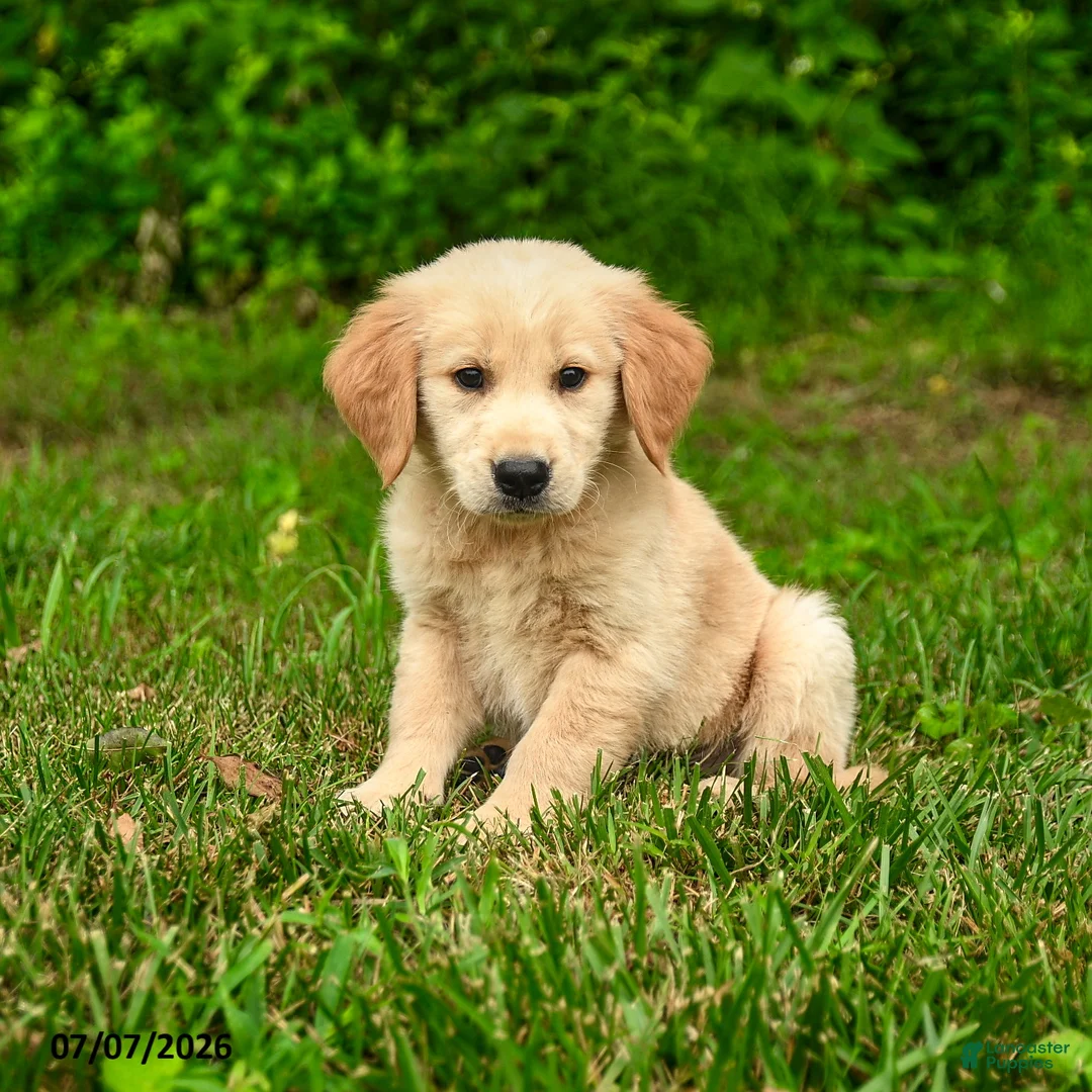Golden Retriever dogs for sale: Nickolas - Ad 5