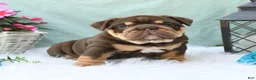 English Bulldog dogs for sale: Chief - Ad 3