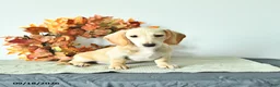 Miniature Dachshund dogs for sale: Max - Ad 4