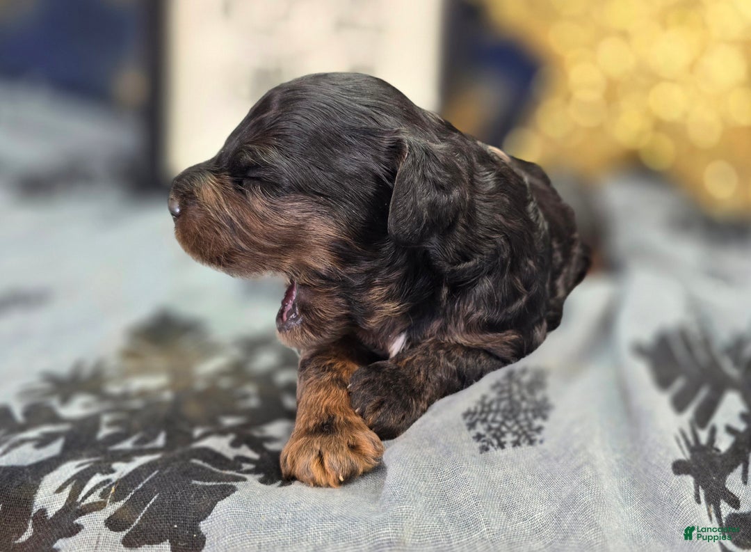 Cockapoo dogs for sale: Mayor Augustus  - Ad 5