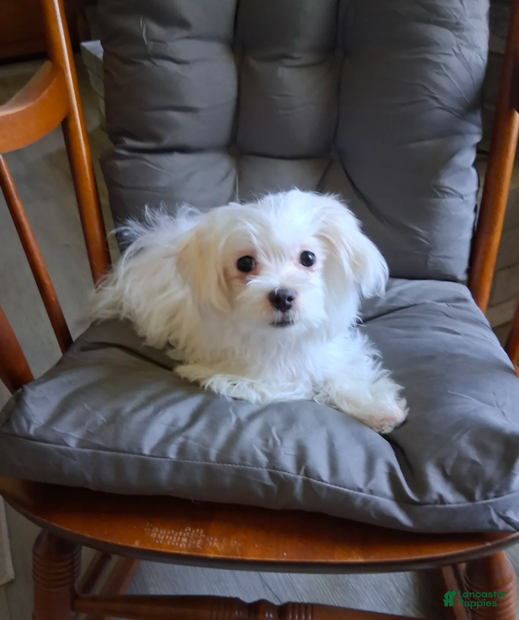 Maltese dogs Eli  - Ad 2