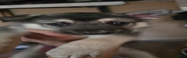 Gerberian Shepsky 4