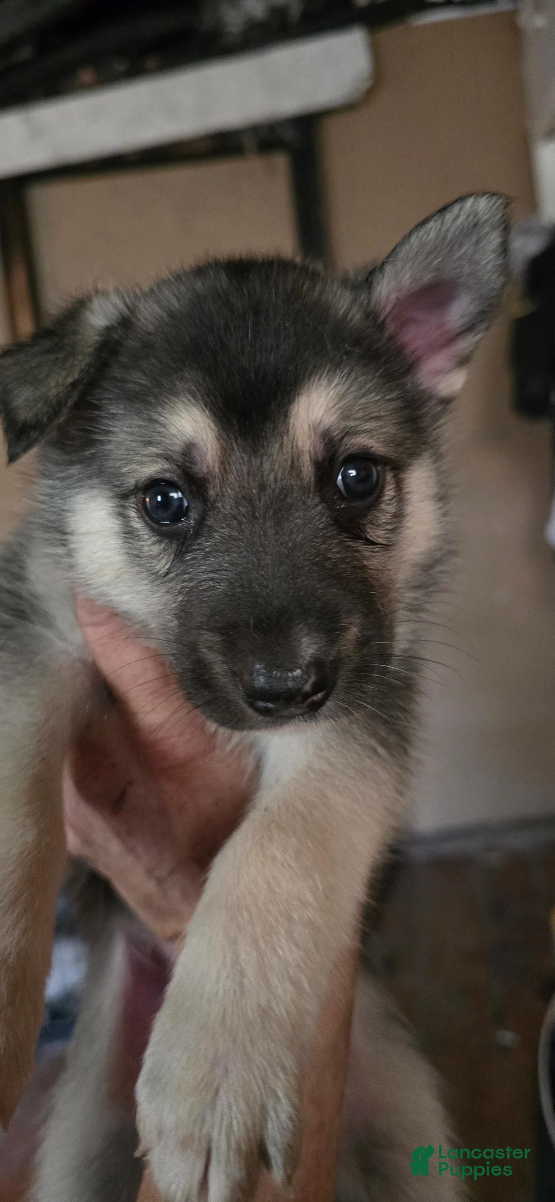 Gerberian Shepsky dogs for sale: Gerberian Shepsky 4 - Ad 1