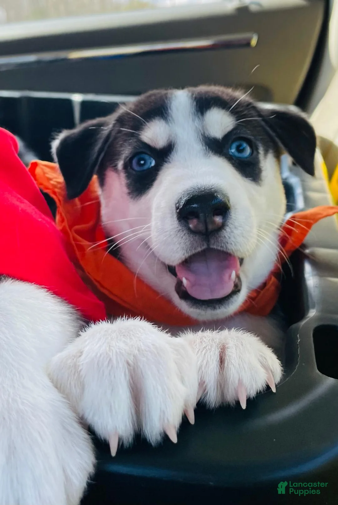 Gallery Image {{count}}