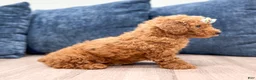 Bichpoo dogs for sale: Zaylee - Ad 4