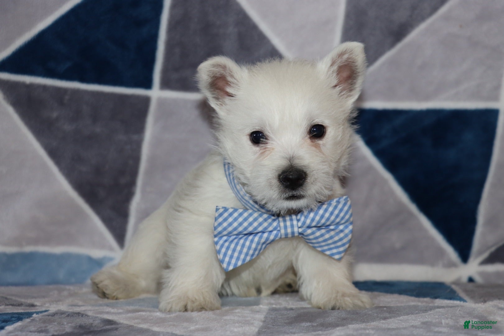 West Highland Terrier dogs Pedro  - Ad 1