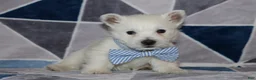 West Highland Terrier dogs for sale: Pedro  - Ad 1