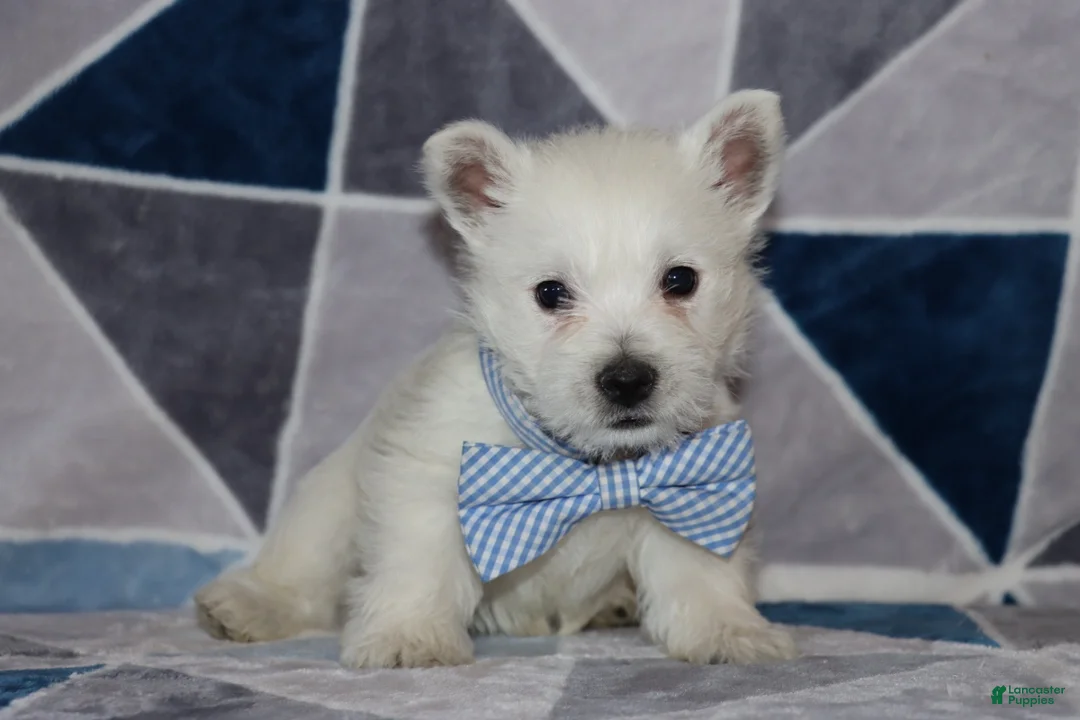 West Highland Terrier dogs for sale: Pedro  - Ad 1