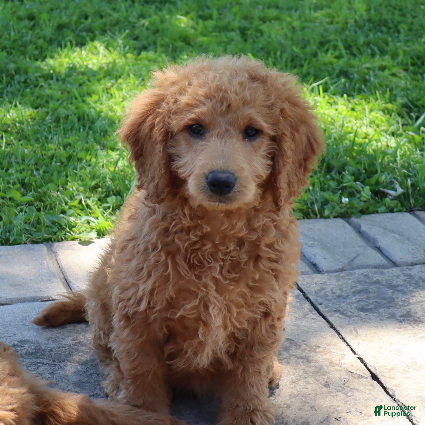 Mini Goldendoodle dogs Teddy - Ad 2