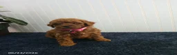 Toy Poodle dogs for sale: Tina - Ad 5