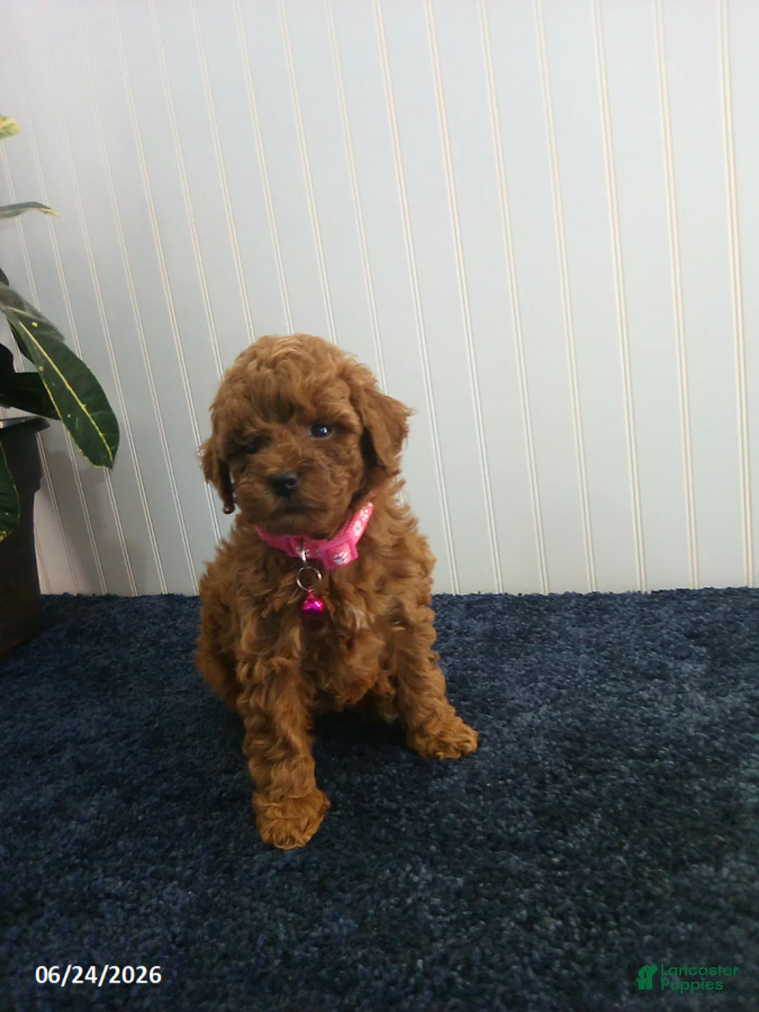 Toy Poodle dogs for sale: Tina - Ad 5
