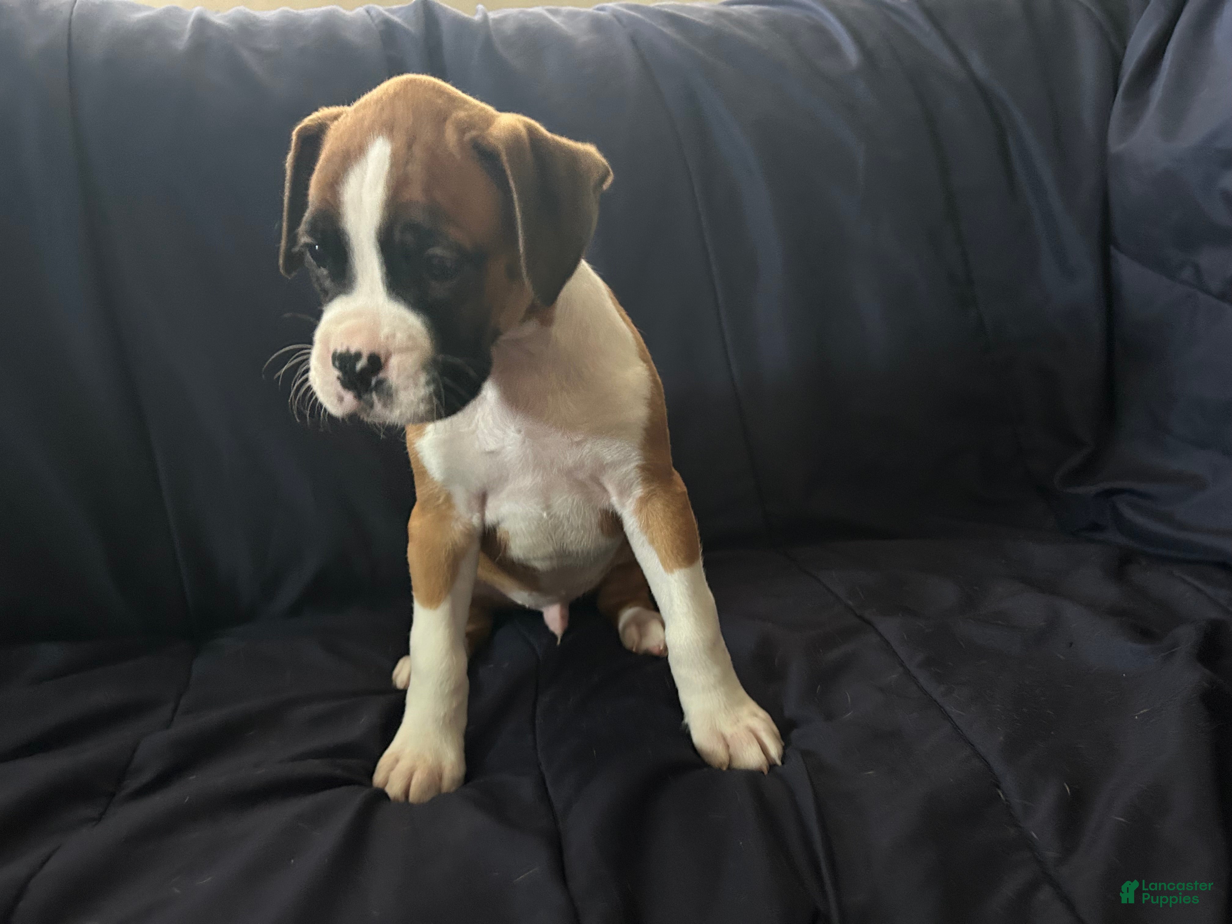 Boxer dogs DJ - Ad 2