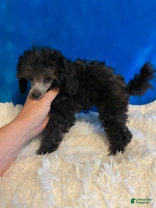 Toy Poodle dogs Grace - Ad 14