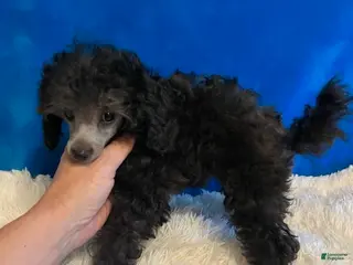 Toy Poodle dogs Grace - Ad 14