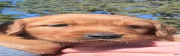 Golden Retriever dogs for sale: Golden Retriever 1 (Red) - Ad 5