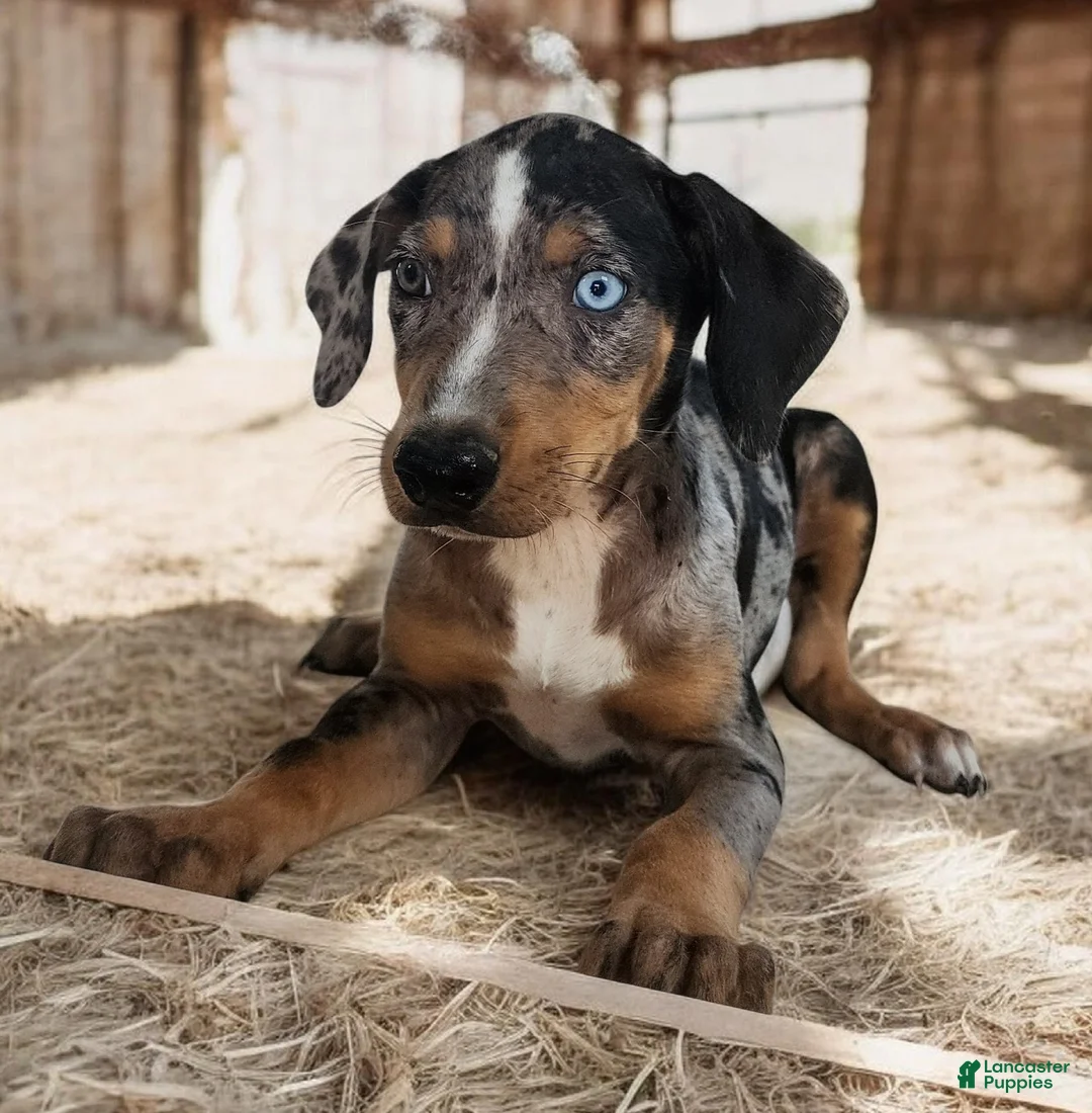 Catahoula Leopard Dog dogs for sale: Jesse 2026 F3 - Ad 1