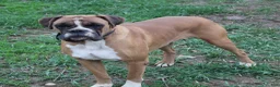 Boxer dogs for sale: Felicia - Ad 5