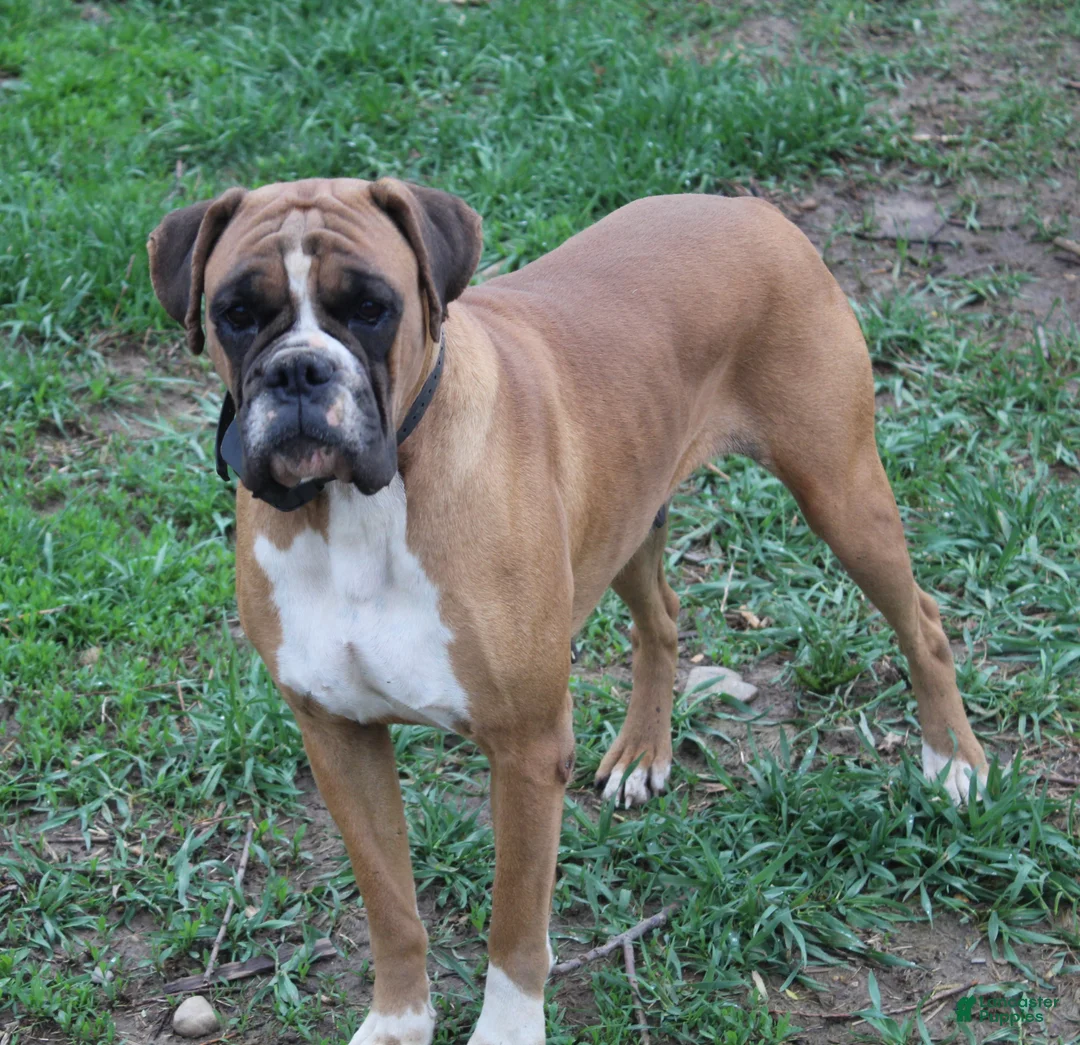 Boxer dogs for sale: Felicia - Ad 5