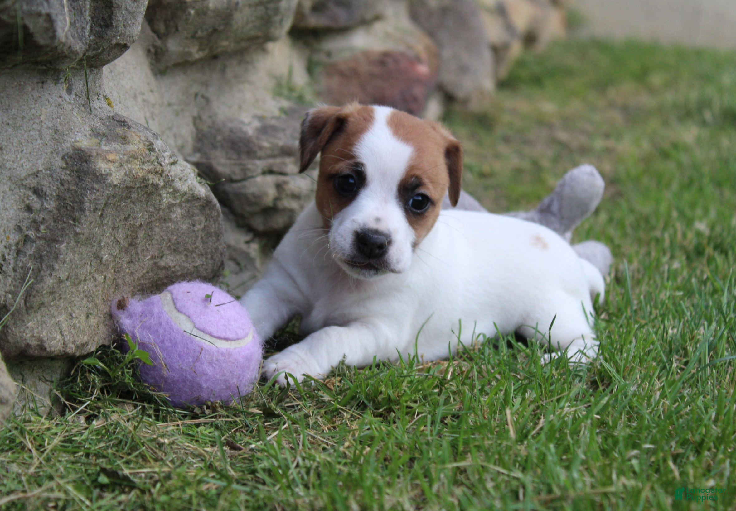 Jack Russell Terrier dogs Daisy - Ad 1