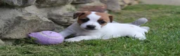 Jack Russell Terrier dogs for sale: Daisy - Ad 1