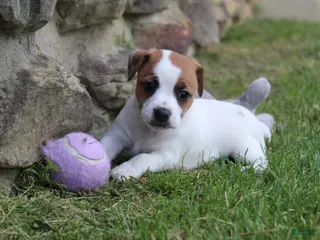 Jack Russell Terrier dogs for sale: Daisy - Ad 1