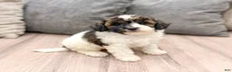 Miniature Poodle dogs for sale: Asia - Ad 3