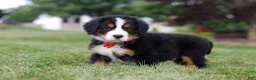Bernese Mountain Dog dogs for sale: Victor - Ad 4