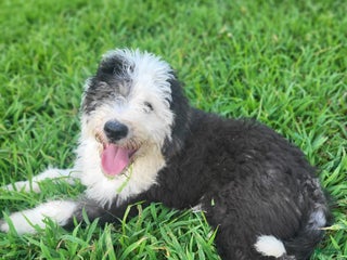Old English Sheepdog dogs - Ad 3
