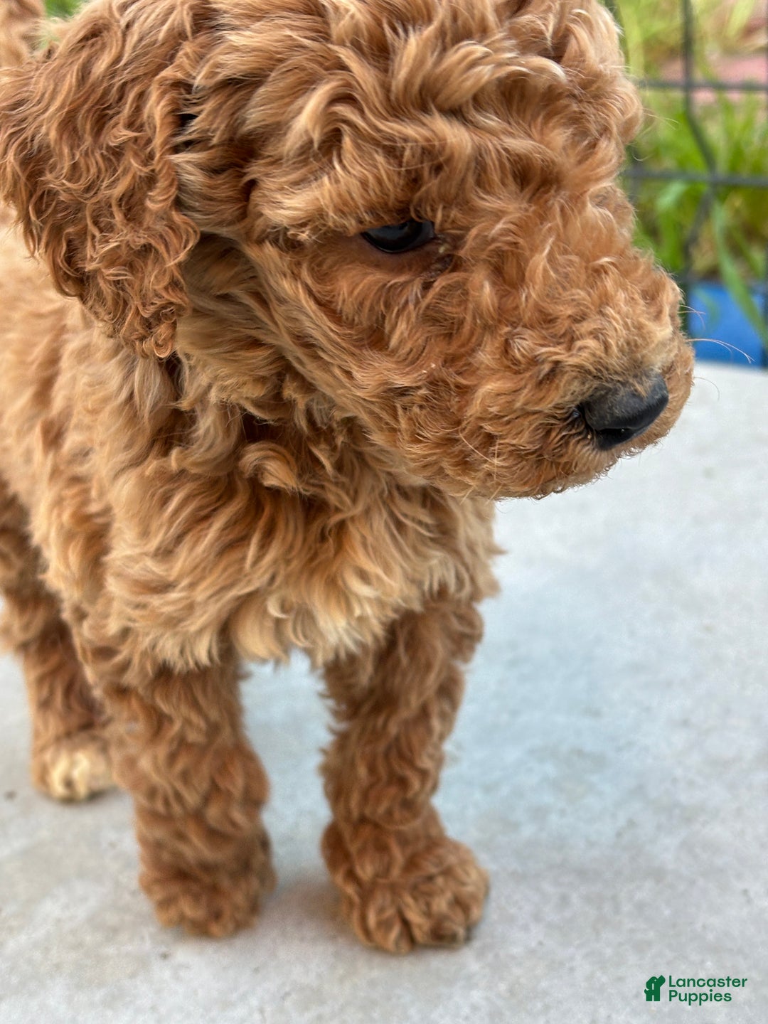 Standard Poodle dogs for sale: Frank - Ad 10