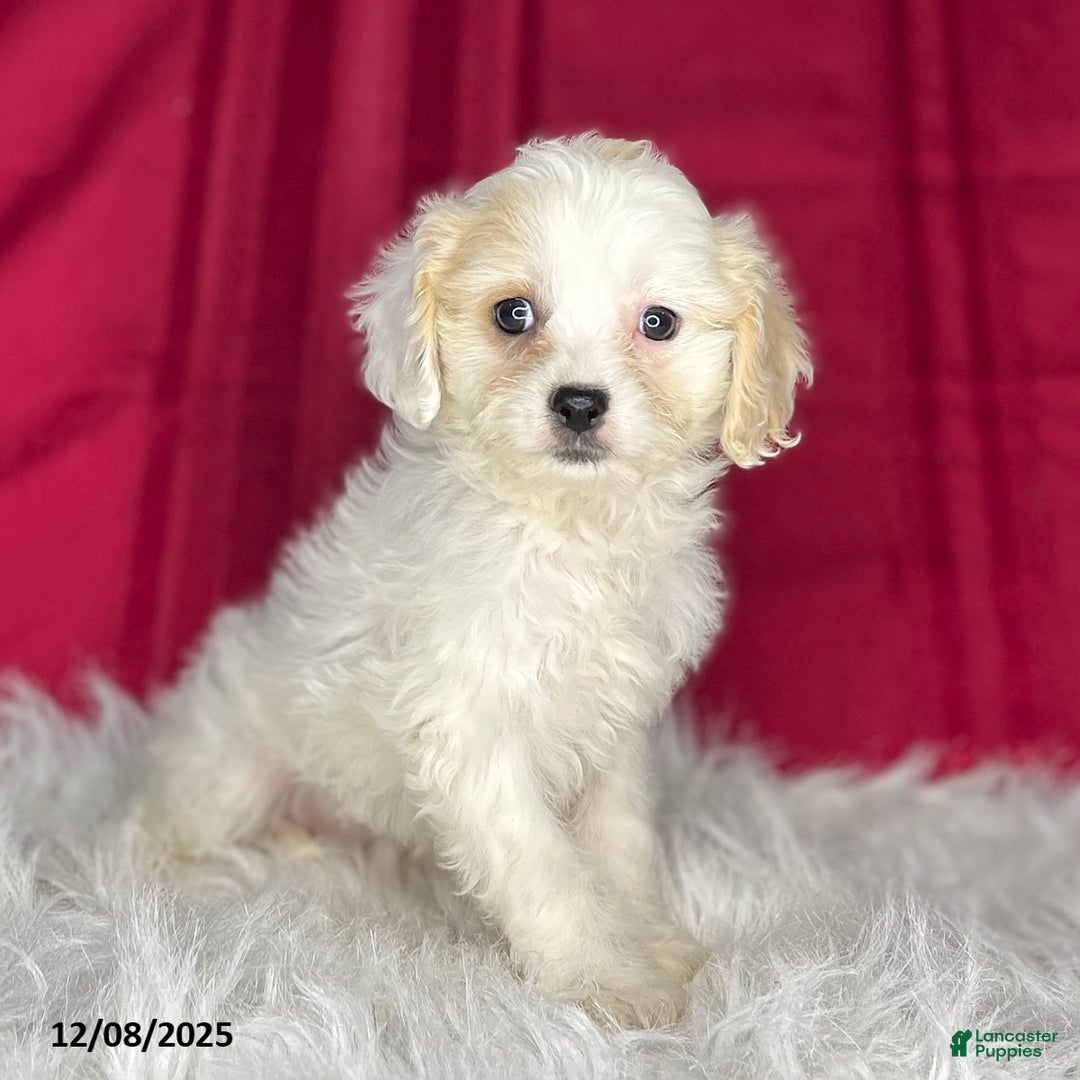 Cavachon dogs for sale: Peanut  - Ad 3