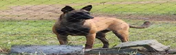 Belgian Malinois dogs for sale: Belgian Malinois 2 - Ad 7