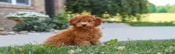 Cavapoo dogs for sale: Fletcher - Ad 4