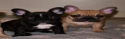 Frenchton dogs for sale: Pepé - Ad 2