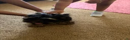 Yorkshire Terrier dogs for sale: BEAR  - Ad 5