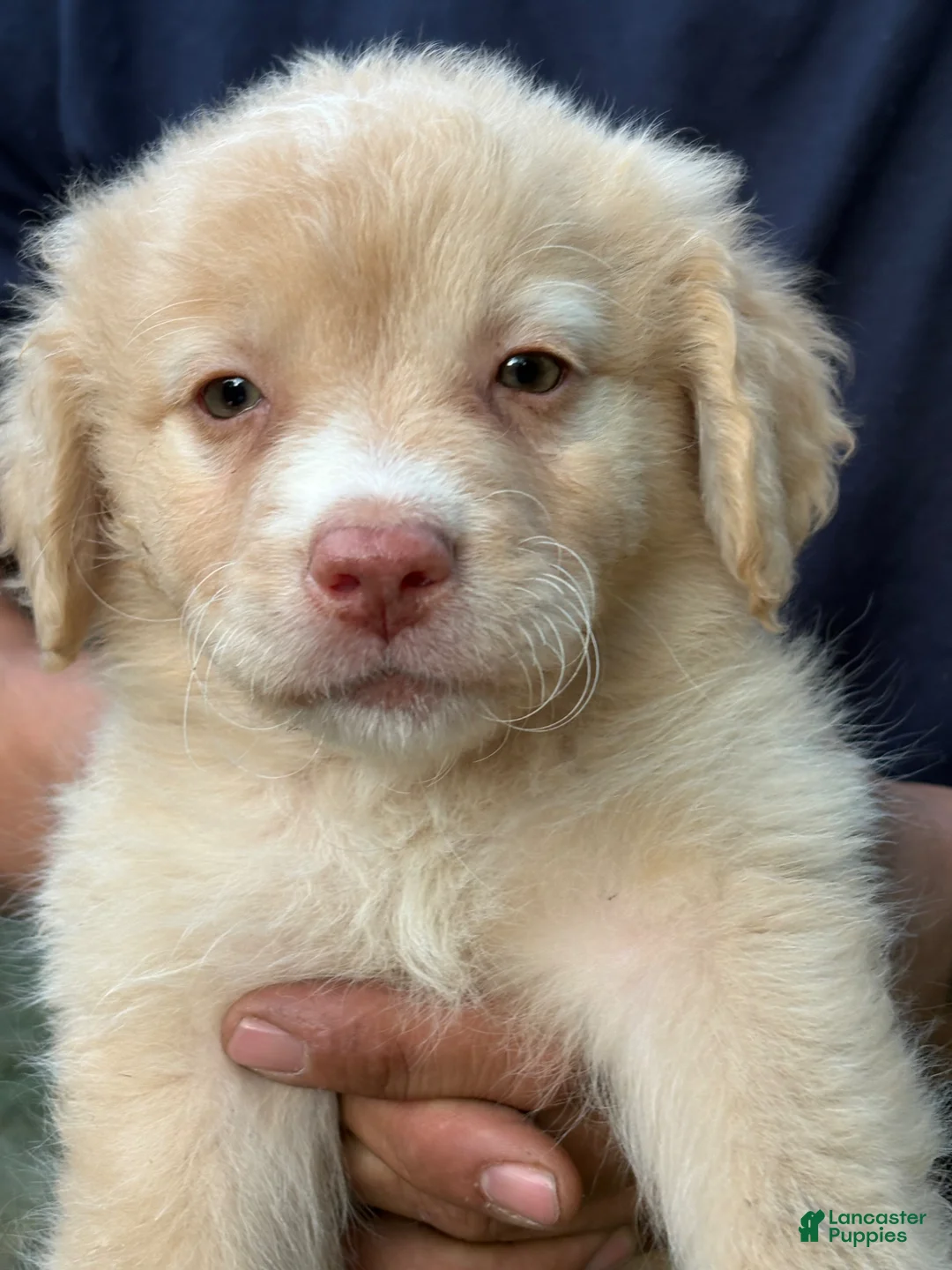 Mixed Breed dogs for sale: Mixed Breed Puppy 1 - Ad 4