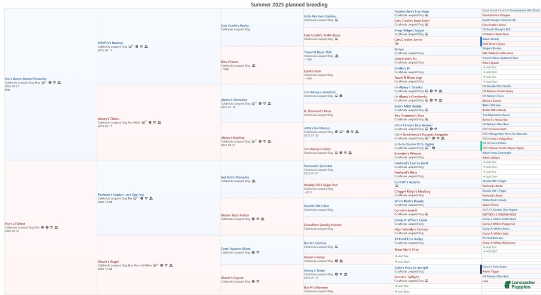 Catahoula Leopard Dog dogs for sale: JJ 2025 Female 1 "Mittens" - Ad 13