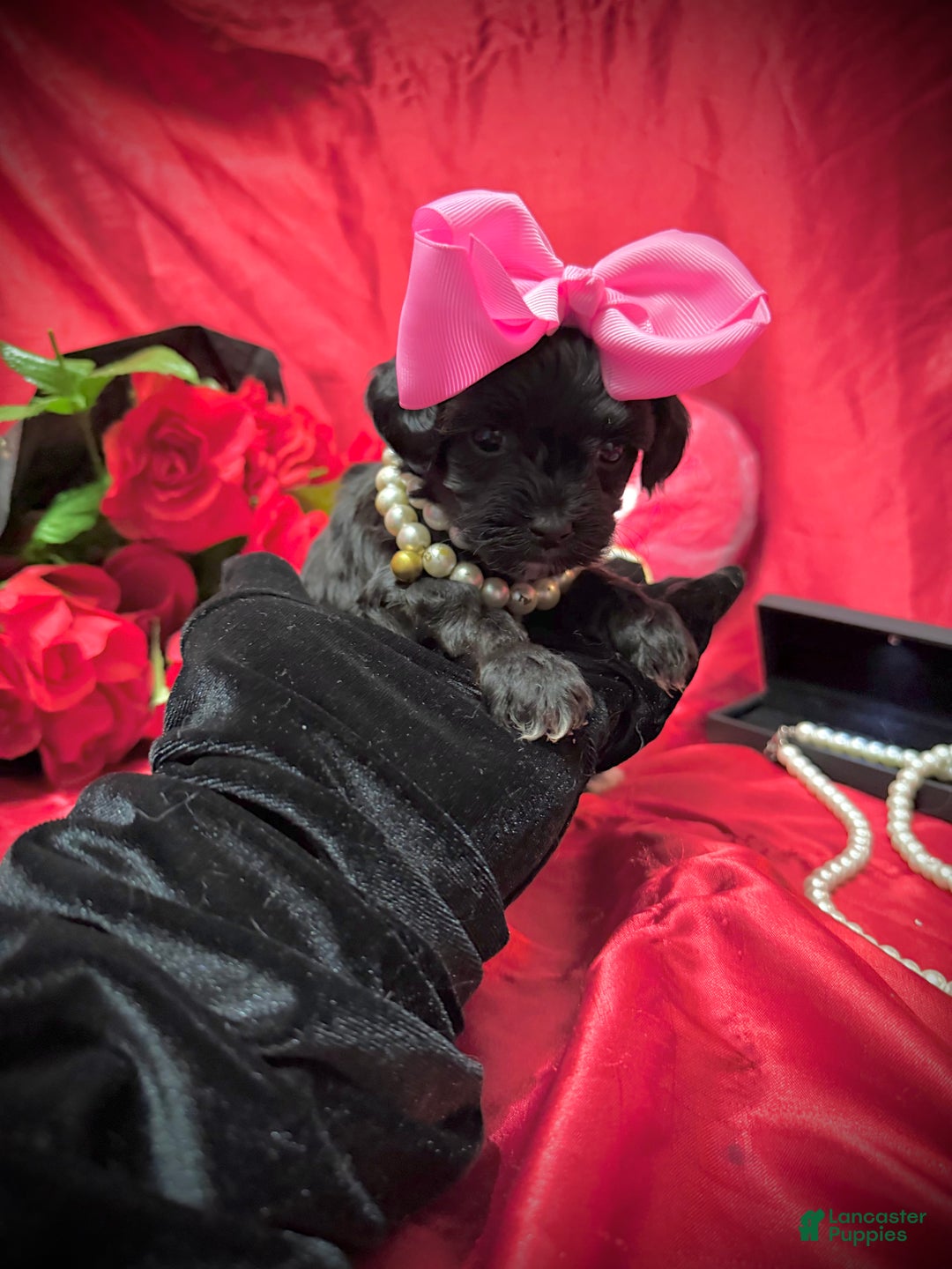 Yorkiepoo dogs for sale: Raisinette  - Ad 6