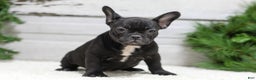 French Bulldog dogs for sale: Casper - Ad 3