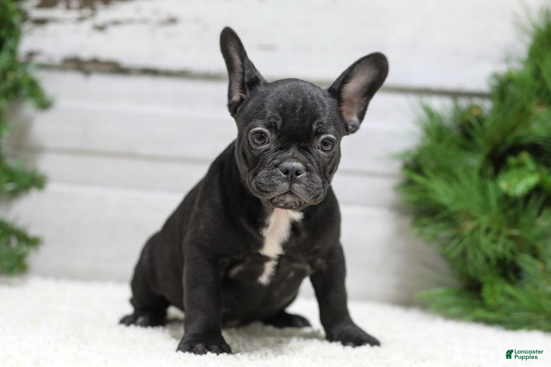 French Bulldog dogs for sale: Casper - Ad 3