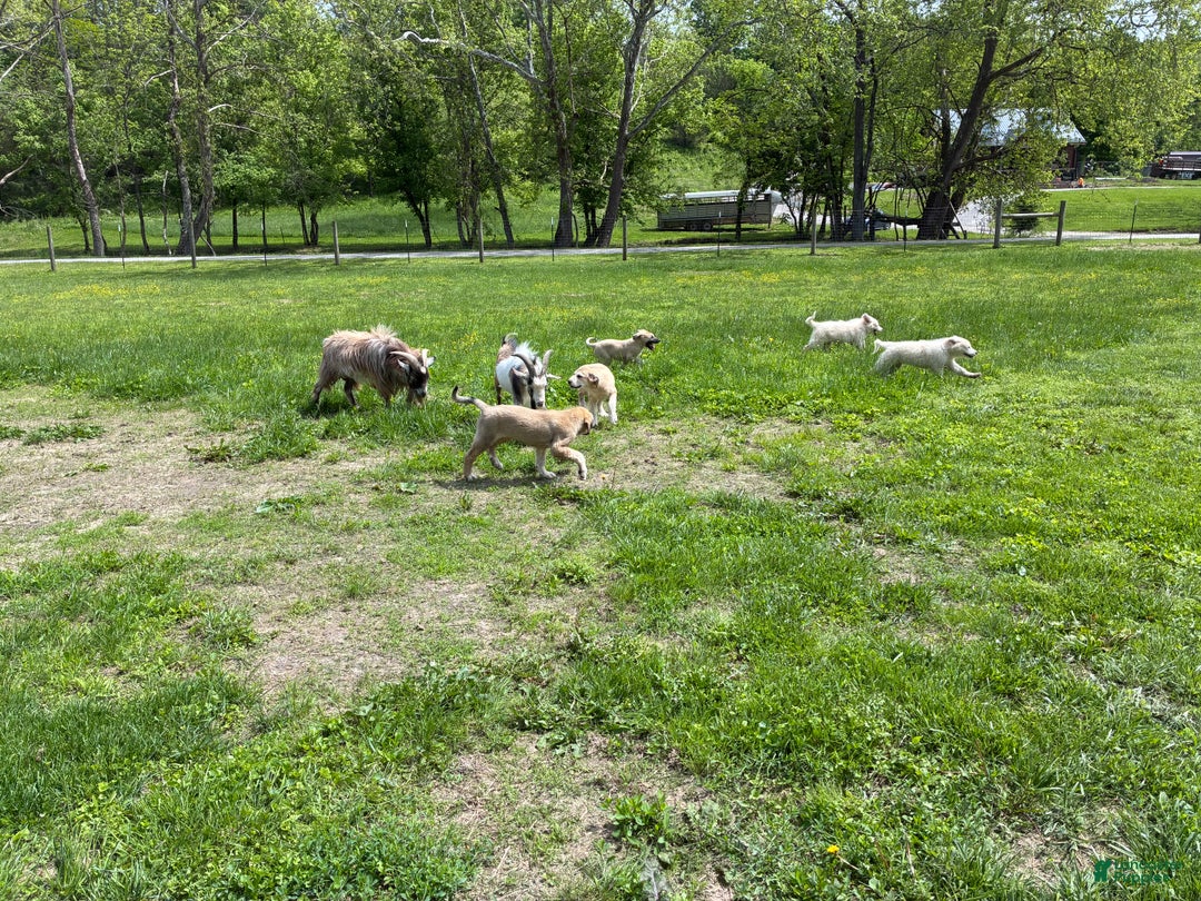 Mixed Breed dogs for sale: Mixed Breed Puppy 5 - Ad 6