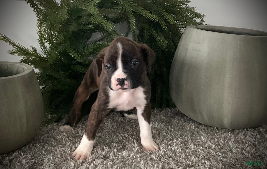 Boxer dogs for sale: Becca - Ad 2