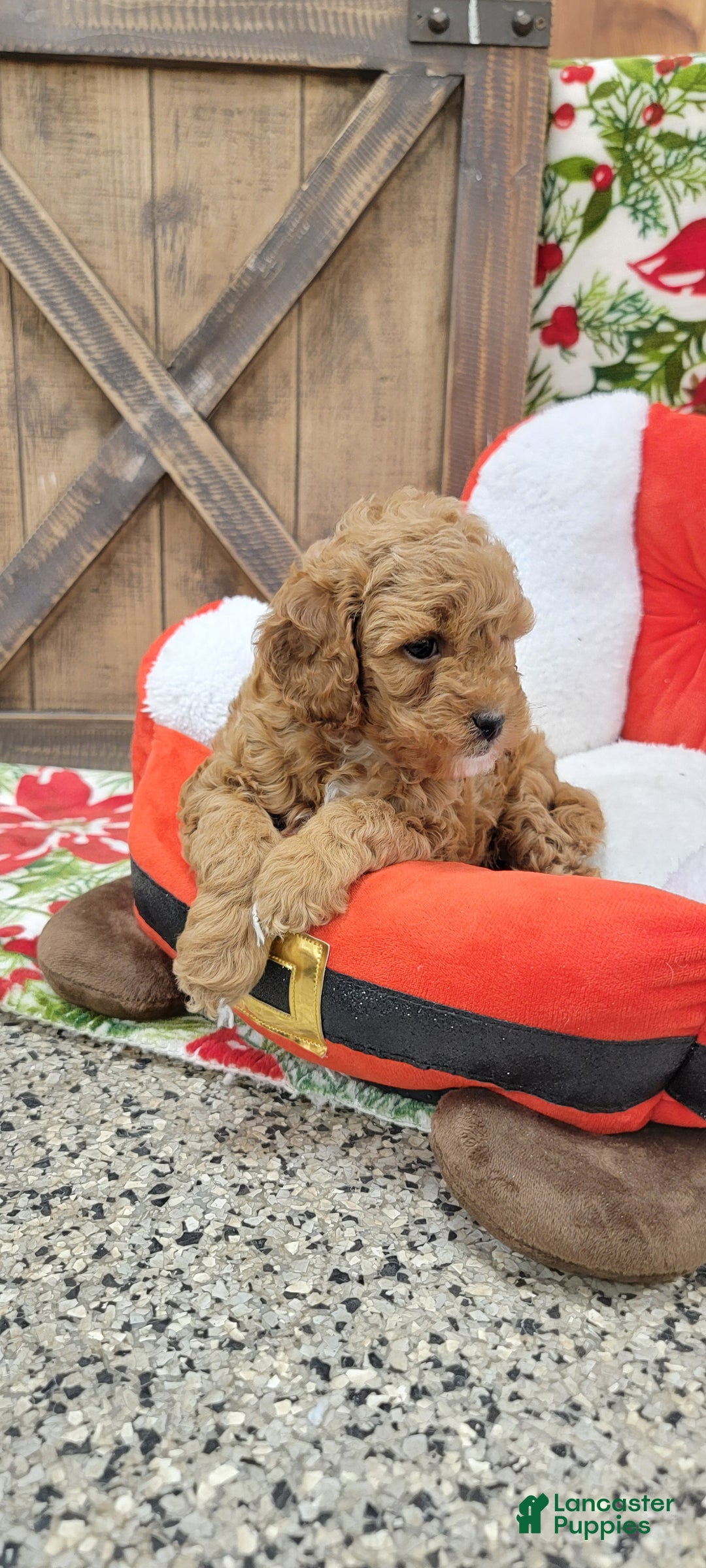 Cavapoo dogs for sale: Santa - Ad 8