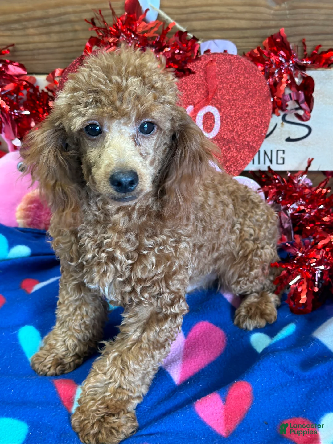 Toy Poodle dogs for sale: Adam - Ad 3
