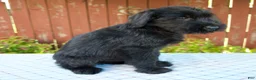 Giant Schnauzer dogs for sale: Orus - Ad 4