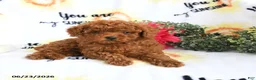 Toy Poodle dogs for sale: Carter - Ad 4