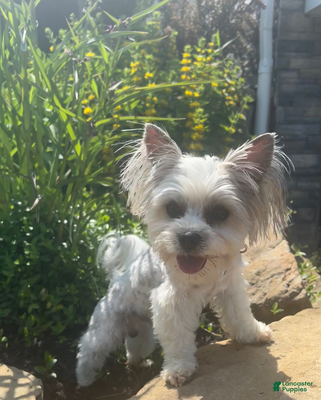 Yorkshire Terrier dogs for sale: Teddy - Ad 9