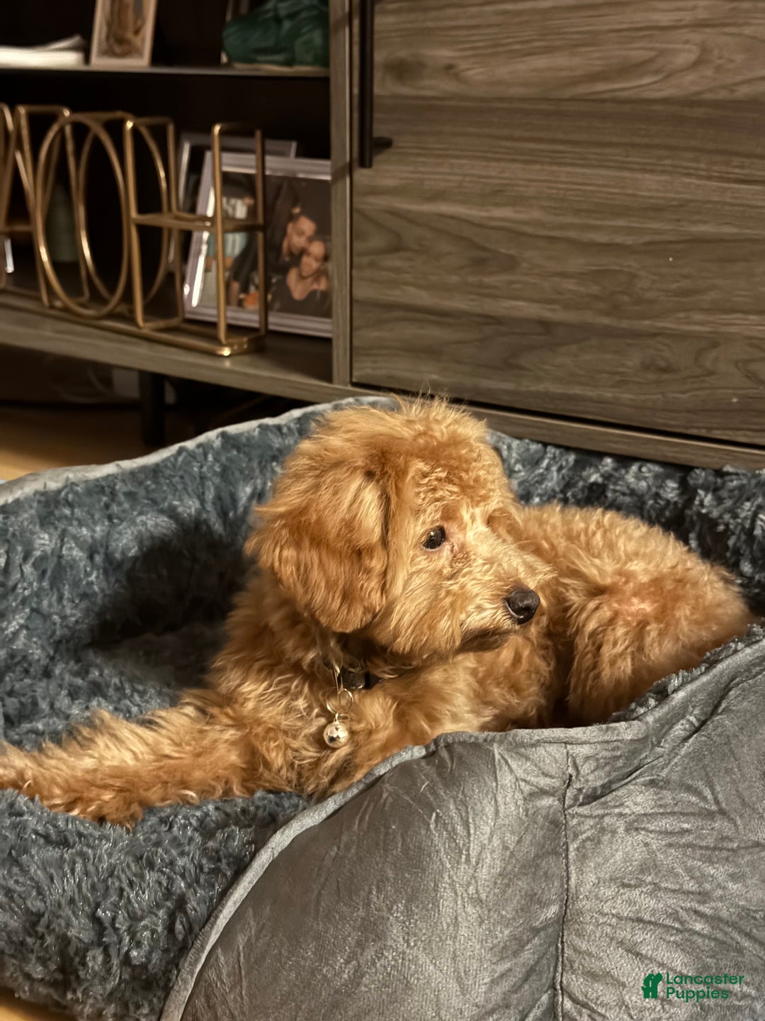 Toy Poodle dogs for sale: Toy Poodle Puppy 1 - Ad 2