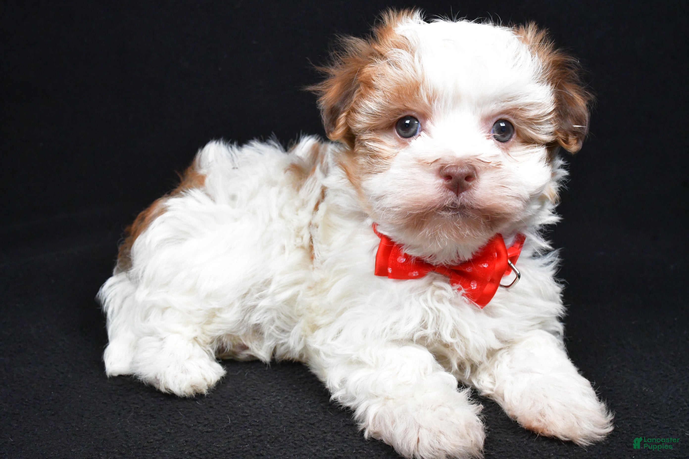 Havanese dogs Loran - Ad 9